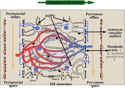 Research on the Glial–Lymphatic System and Its Relationship With Alzheimer’s Disease